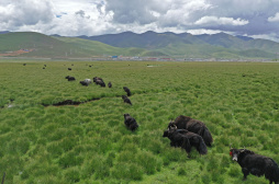 水草丰美的藏北牧场