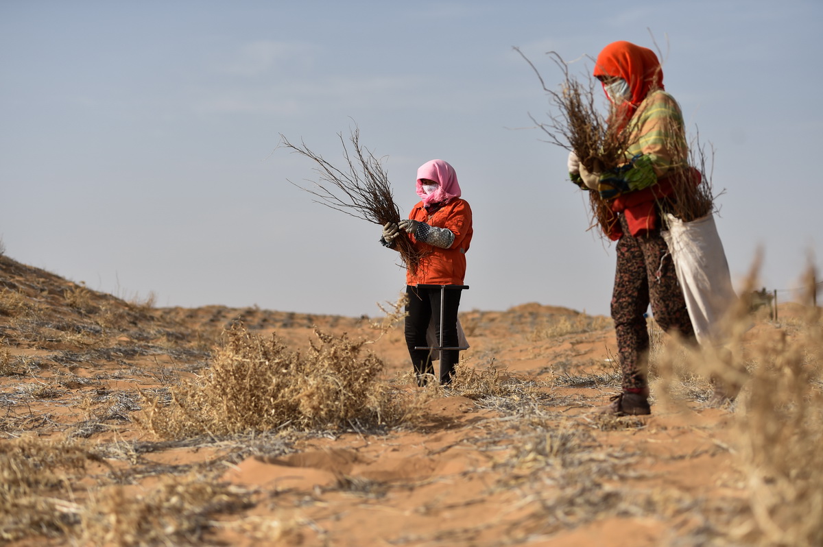 4月2日，在阿拉善左旗的腾格里沙漠中，工人在种植花棒。