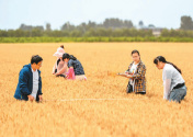 小麦测产迎丰收