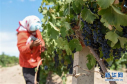 新疆焉耆：酿酒葡萄进入采摘季
