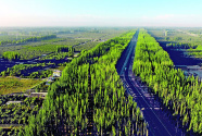 荒漠林海生新“芽”：新疆阿克苏柯柯牙绿化工程再升级
