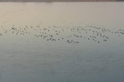 河南开封黄河湿地保护区：南迁的大雁舞翩翩