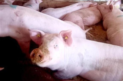 國家發展改革委：今年第六批中央豬肉儲備將于近日投放