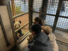 旅居美国的大熊猫“丫丫”将回国，身体状况如何？